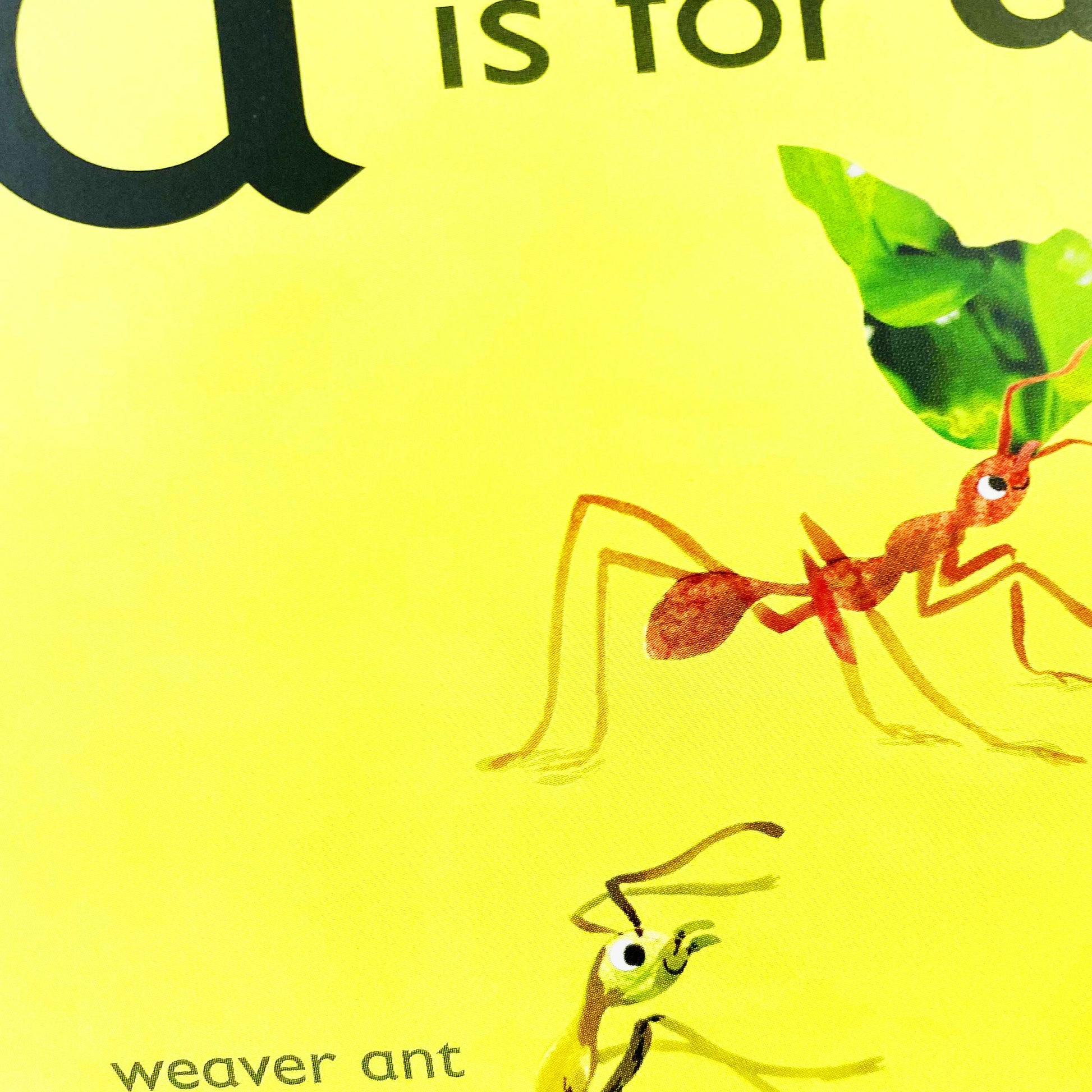 The Animal Alphabet Library Collection By DK: 26 Books Set (A To Z) - Ages 3+ - Board Book 0-5 DK Children